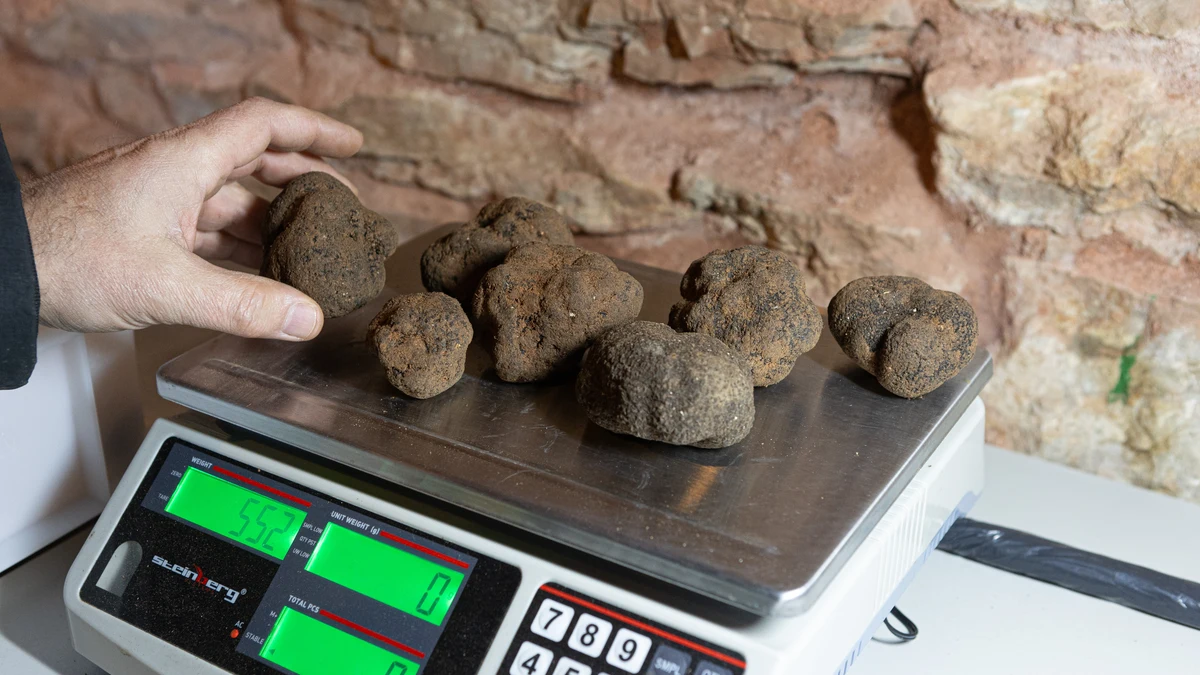 Cesefor incorpora la IA a las lonjas de Abejar y Lerma para el análisis de mercados y la caracterización objetiva