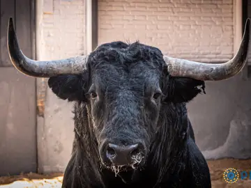 Así es el imponente encierro de Martín Lorca para la corrida de esta tarde en Las Ventas Así es el imponente encierro de Martín Lorca para la corrida de esta tarde en Las Ventas