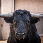 As&iacute; es el imponente encierro de Mart&iacute;n Lorca para la corrida de esta tarde en Las Ventas