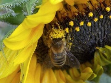 MURCIA.-El Gobierno regional incrementa un 30% la prima de las ayudas a la apicultura para reforzar la biodiversidad