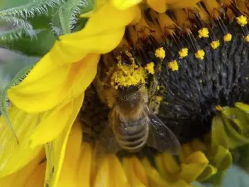 MURCIA.-El Gobierno regional incrementa un 30% la prima de las ayudas a la apicultura para reforzar la biodiversidad MURCIA.-El Gobierno regional incrementa un 30% la prima de las ayudas a la apicultura para reforzar la biodiversidad