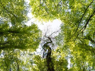 &iquest;Qu&eacute; quiere decir el proverbio chino &ldquo;un &aacute;rbol torcido su propia vida, pero un &aacute;rbol recto se convierte en madera&rdquo;?