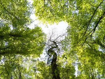 ¿Qué quiere decir el proverbio chino “un árbol torcido su propia vida, pero un árbol recto se convierte en madera”? ¿Qué quiere decir el proverbio chino “un árbol torcido su propia vida, pero un árbol recto se convierte en madera”?