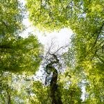 &iquest;Qu&eacute; quiere decir el proverbio chino &ldquo;un &aacute;rbol torcido su propia vida, pero un &aacute;rbol recto se convierte en madera&rdquo;?