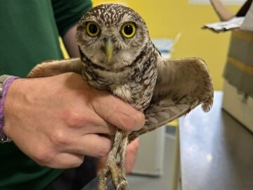Uno de los dos ejemplares de mochuelo de madriguera o excavador que llegaron de forma accidental al puerto de Cartagena a bordo de un crucero procedente de Miami Carme Ripoll&eacute;s / Europa Press 06/04/2026