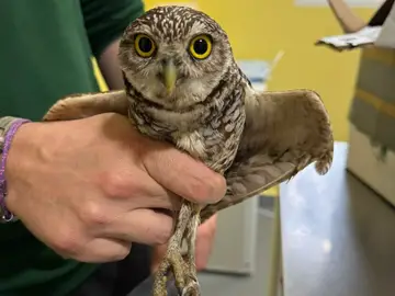El Centro de Recuperación de Fauna Silvestre logra la supervivencia de dos mochuelos excavadores procedentes de Miami Uno de los dos ejemplares de mochuelo de madriguera o excavador que llegaron de forma accidental al puerto de Cartagena a bordo de un crucero procedente de Miami Carme Ripollés / Europa Press 06/04/2026