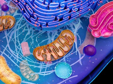 Mecanismos moleculares de la resistencia a la apoptosis tumoral