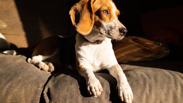 Los mejores perros para due&ntilde;os primerizos