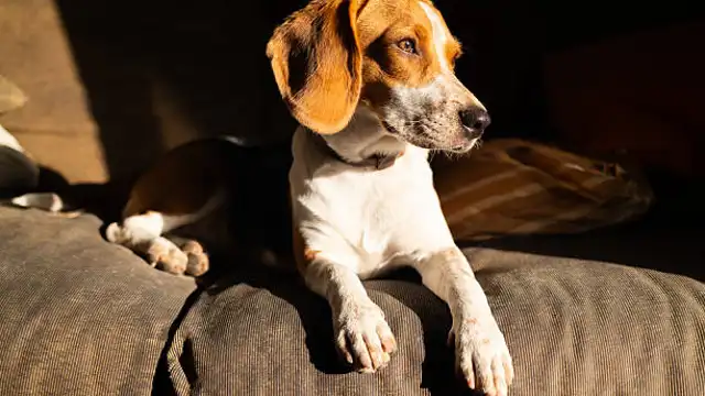 Los mejores perros para dueños primerizos Los mejores perros para dueños primerizos