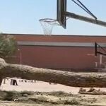 Pino ca&iacute;do en el patio del CEIP Alonso Berruguete de Valladolid