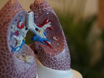 Fotograf&iacute;a con enfoque selectivo de la anatom&iacute;a pulmonar