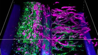 Im&aacute;genes 3D de organoide cultivado con el sistema &oacute;rgano en un chip