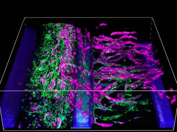 Im&aacute;genes 3D de organoide cultivado con el sistema &oacute;rgano en un chip