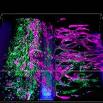 Imagen 3D de un modelo cultivado con el sistema &oacute;rgano en un chip