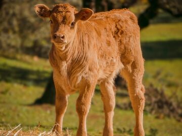 Un ternero de 300 kilos, el premio de una loter&iacute;a que indigna en Italia&nbsp;