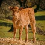 Un ternero de 300 kilos, el premio de una loter&iacute;a que indigna en Italia&nbsp;