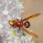 Alerta en la apicultura aragonesa por un avisp&oacute;n invasor que avanza desde el sur