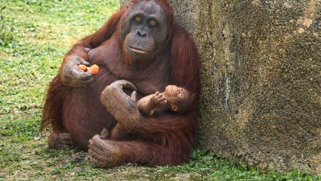 Nace un orangut&aacute;n de Borneo en Zoo Aquarium de Madrid. REMITIDA / HANDOUT por ZOO MADRID Fotograf&iacute;a remitida a medios de comunicaci&oacute;n exclusivamente para ilustrar la noticia a la que hace referencia la imagen, y citando la procedencia de la imagen en la firma 14/04/2026