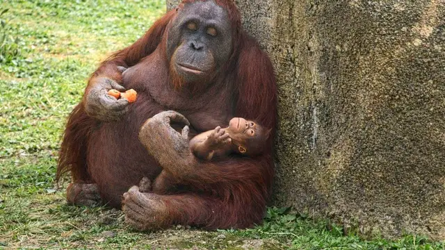 Nace un orangután de Borneo en Zoo Aquarium de Madrid. Nace un orangután de Borneo en Zoo Aquarium de Madrid. REMITIDA / HANDOUT por ZOO MADRID Fotografía remitida a medios de comunicación exclusivamente para ilustrar la noticia a la que hace referencia la imagen, y citando la procedencia de la imagen en la firma 14/04/2026