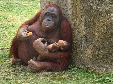 Nace un orangután de Borneo en Zoo Aquarium de Madrid. Nace un orangután de Borneo en Zoo Aquarium de Madrid. REMITIDA / HANDOUT por ZOO MADRID Fotografía remitida a medios de comunicación exclusivamente para ilustrar la noticia a la que hace referencia la imagen, y citando la procedencia de la imagen en la firma 14/04/2026