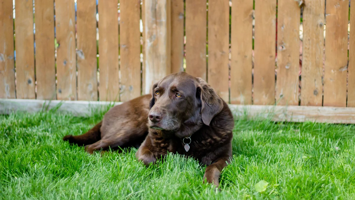 Evita estas plantas si tienes perros o gatos en casa: pueden ser perjudiciales para tu mascota