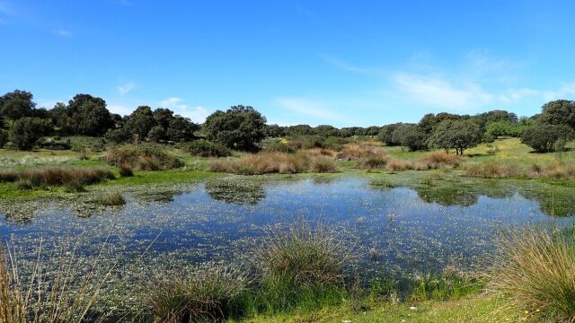 Laguna en la dehesa de Chapiner&iacute;a, Madrid