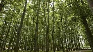 El nuevo método científico que ha descubierto el árbol más alto de Cataluña: está en Girona y mide 54,55 metros El nuevo método científico que ha descubierto el árbol más alto de Cataluña: está en Girona y mide 54,55 metros