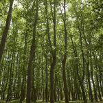 El nuevo m&eacute;todo cient&iacute;fico que ha descubierto el &aacute;rbol m&aacute;s alto de Catalu&ntilde;a: est&aacute; en Girona y mide 54,55 metros