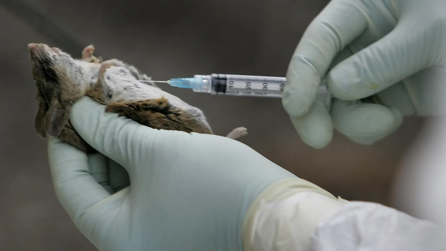 Tres muertos por hantavirus en un crucero neerlandés frente a Cabo Verde: la OMS investiga un posible brote — image 2
