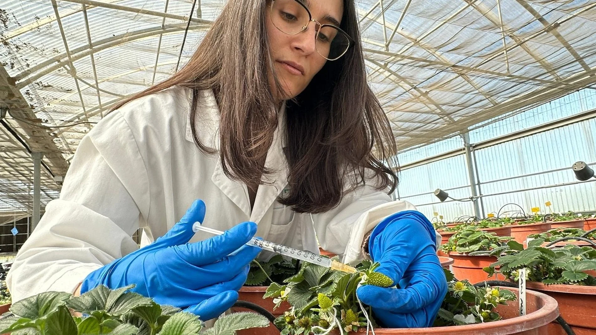 La IA para mejorar el sabor y el aroma de la fresa