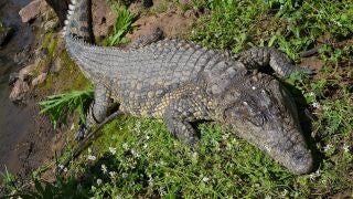 Descubren una nueva especie de pariente del cocodrilo, bípedo, y desdentado del período Triásico
