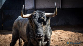 Estos son los temidos toros de Adolfo Martín para una terna de ...