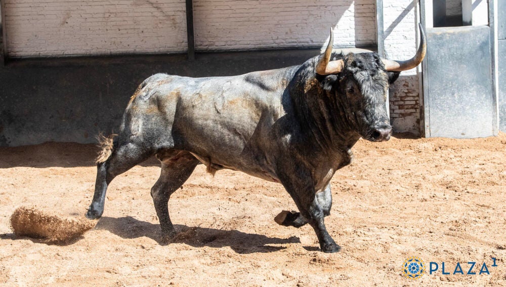 Estos son los temidos toros de Adolfo Martín para una terna de ...