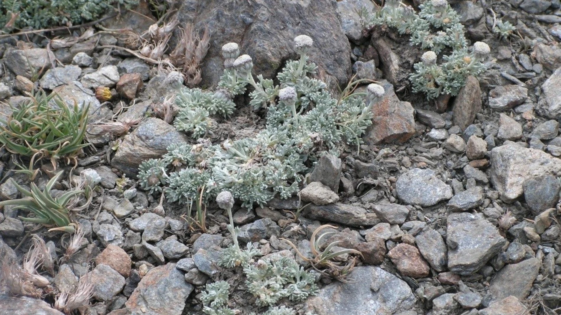 La Fiscalía de Medio Ambiente investiga la destrucción de la manzanilla de Sierra Nevada
