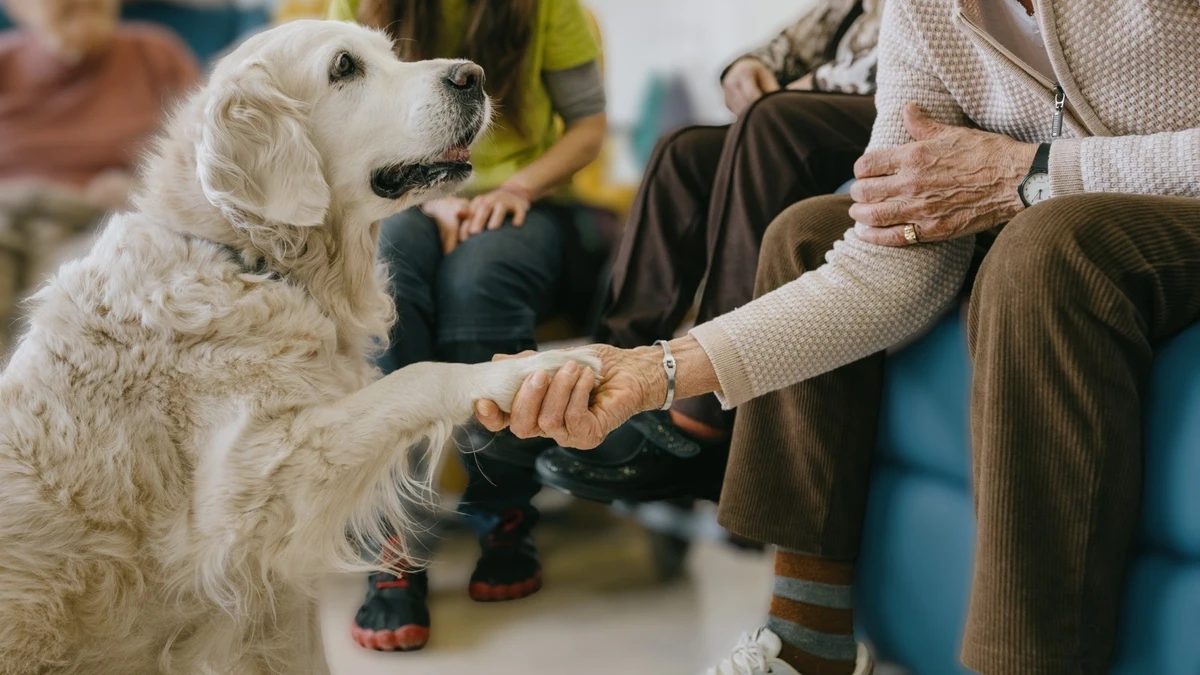 La 'Visita del Dog-tor': crean un programa de intervención asistida con perros dirigido a personas mayores