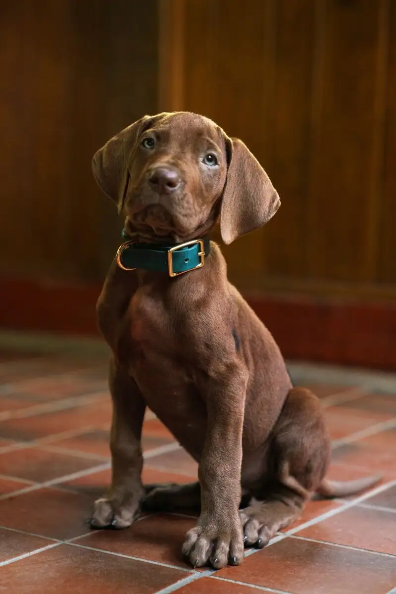 Primer vistazo a Scooby en la serie de acción real de 'Scooby-Doo'