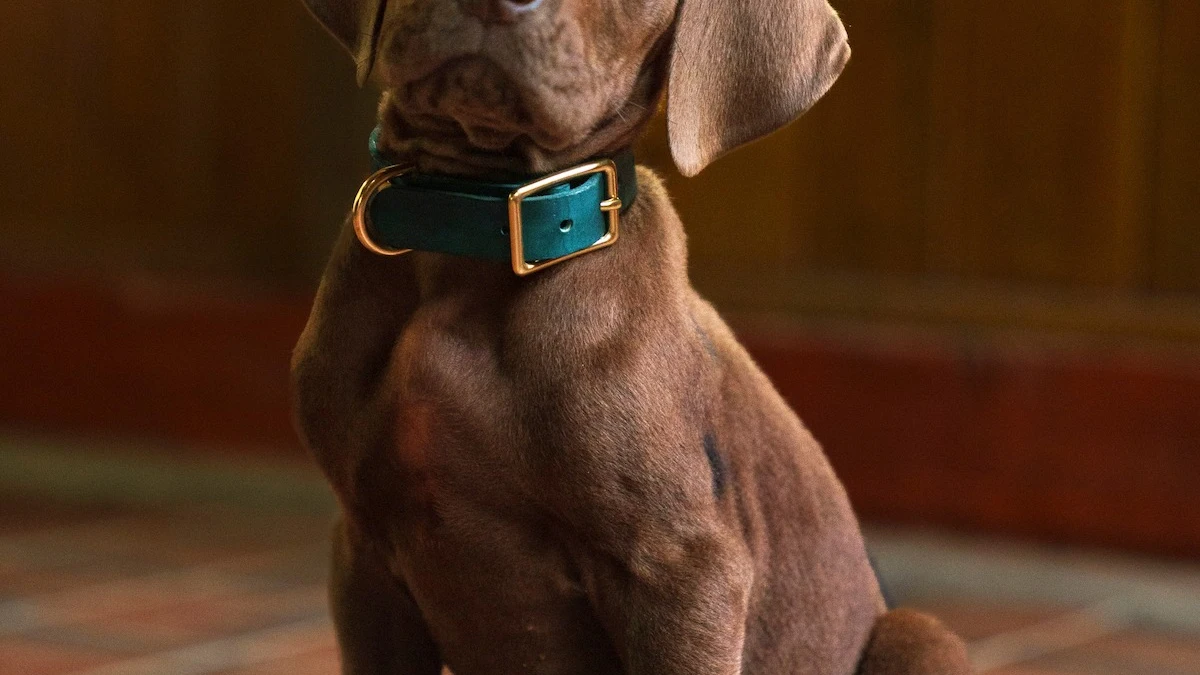 Primer vistazo a Scooby en la serie de acción real de 'Scooby-Doo'