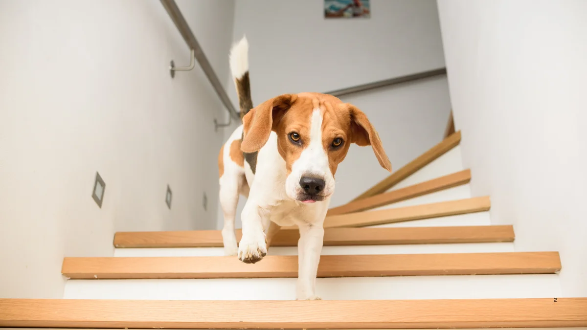 La elección de apta que hace el perro al bajar las escaleras es un indicador de la lateralidad