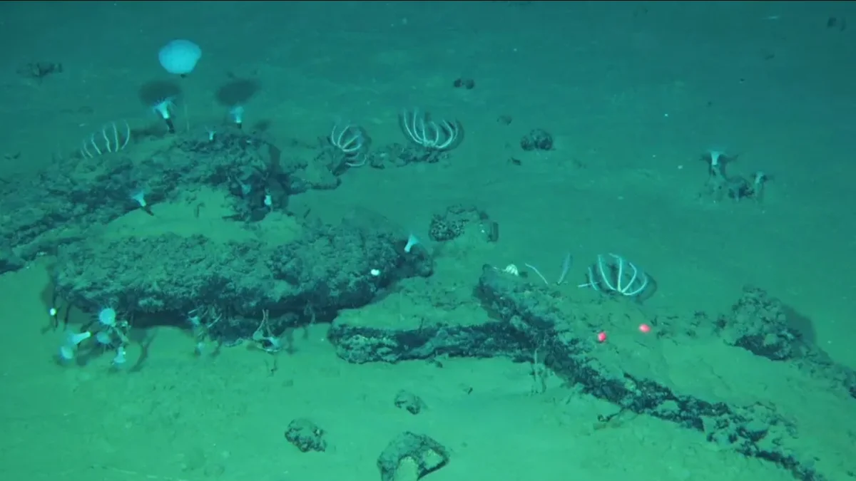 Restos de las ballenas encontradas en el lecho submarino