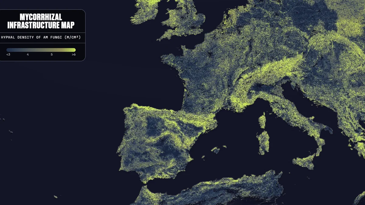 Densidad de los hongos en España, una de las mayores del planeta