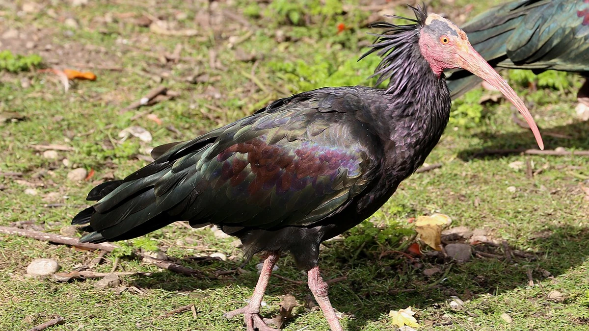 Ibis calvo del norte