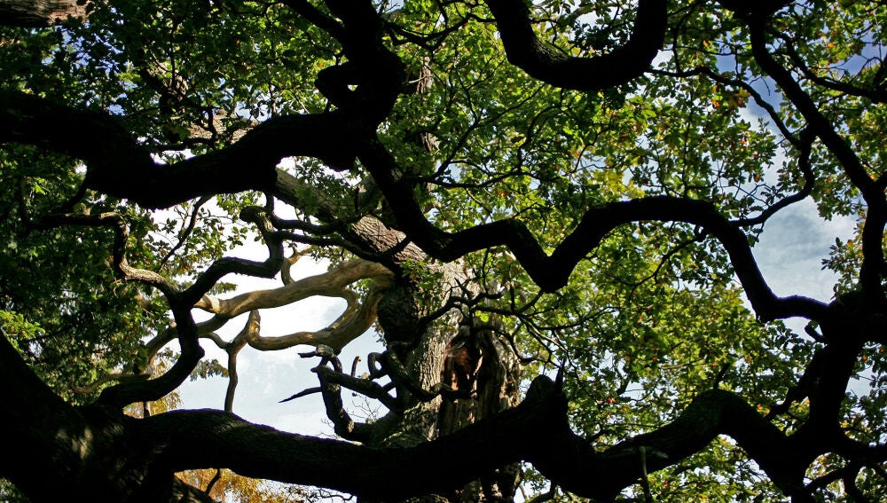 Britain Robin Hood Oak Tree
