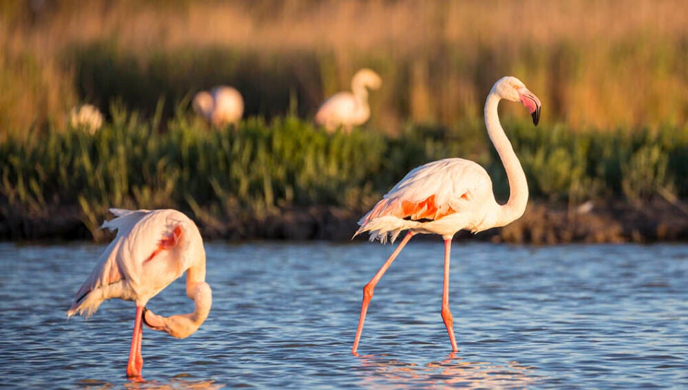 Los flamencos que habitan en el paraje natural de Punta Entinas-Sabinar