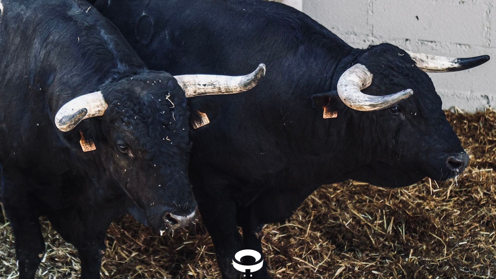 Los toros de Capea y Carmen Lorenzo, sorteados para la corrida de esta tarde en Pamplona
