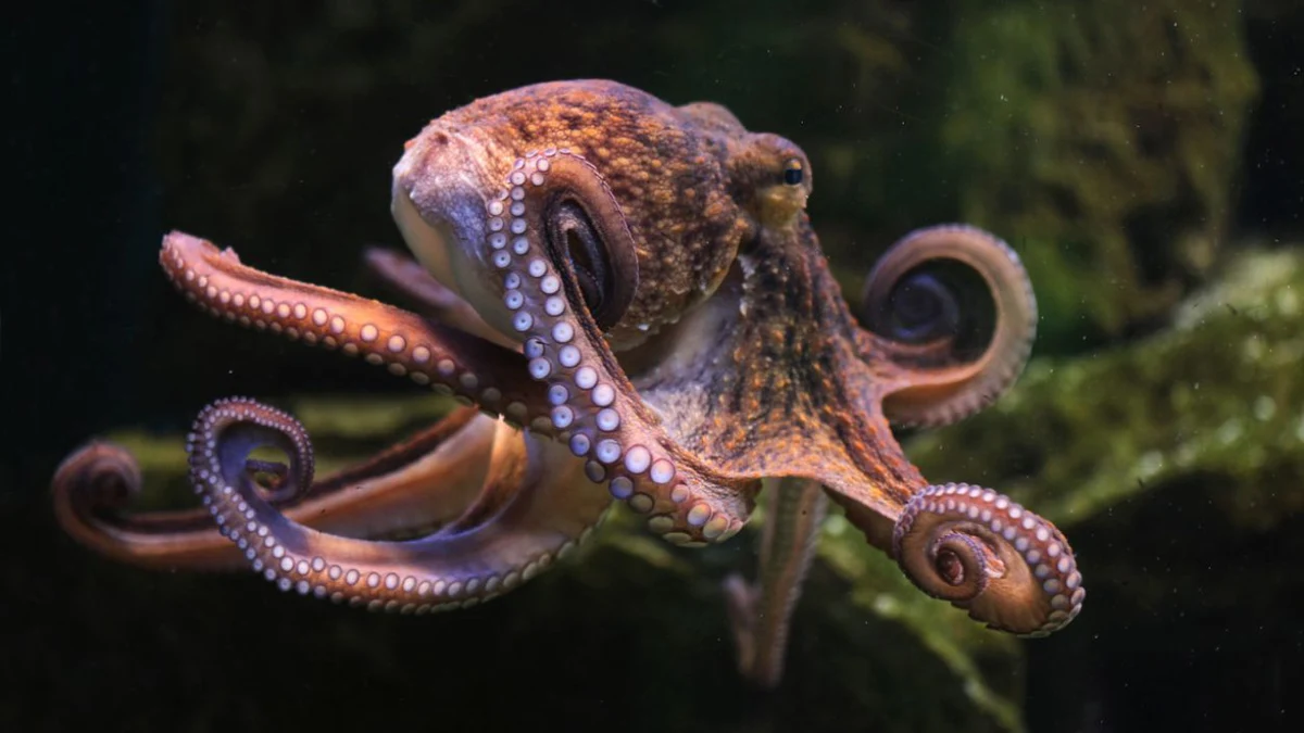 El cerebro de los pulpos desafía todo lo que los científicos saben sobre la evolución