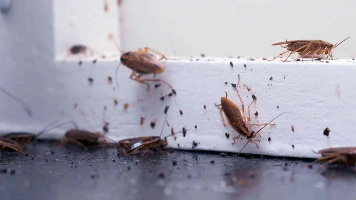 Cockroaches hold ‘group memory’ in social bonds, not brains