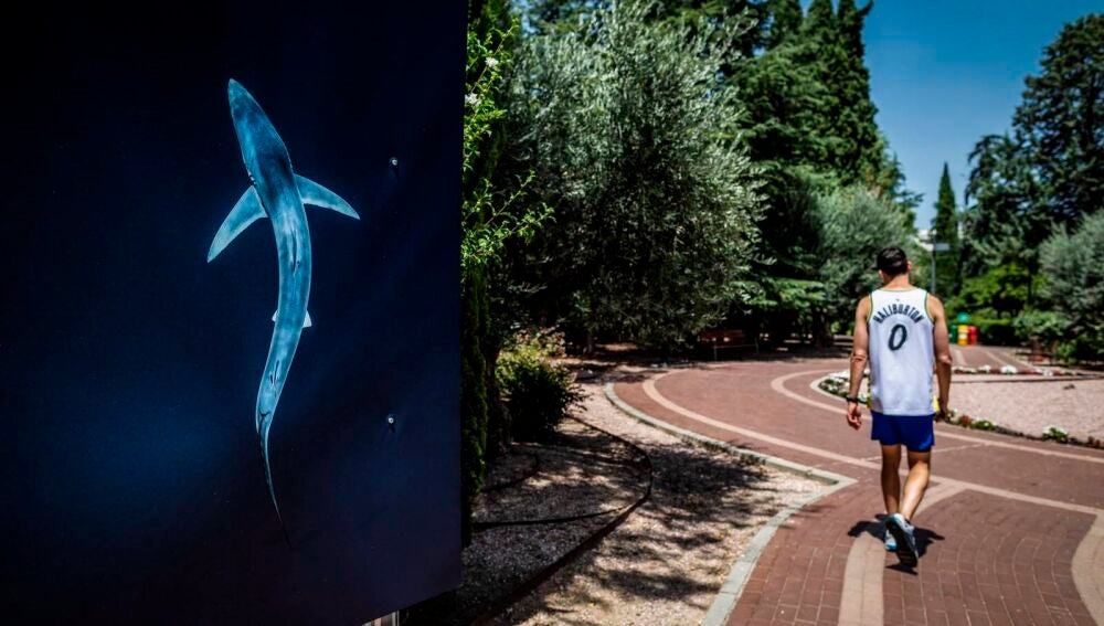 Sus imágenes han sido premiadas en algunos de los concursos internacionales de fotografía submarina más prestigiosos