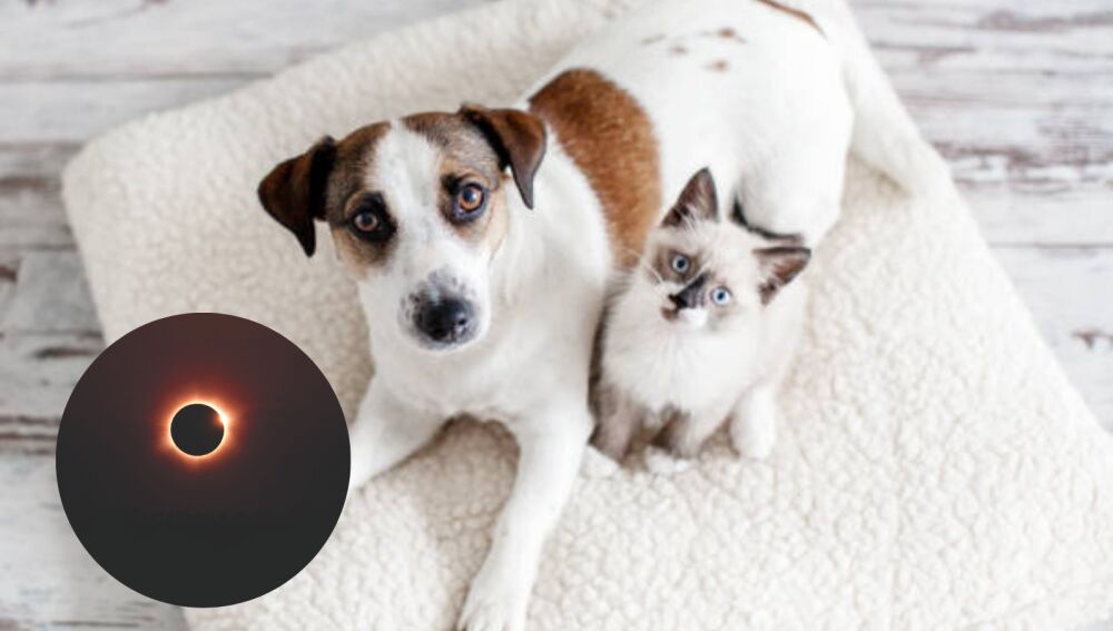 ¿Cómo afecta a los animales ver el eclipse? Los expertos avisan a los dueños