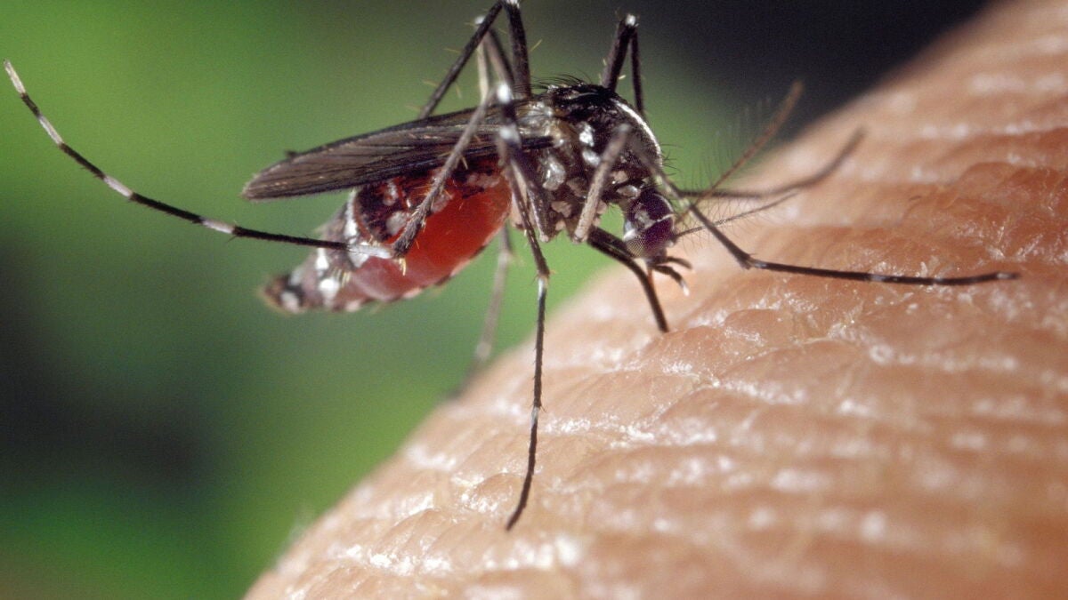 Lab mosquitoes survive dose in early sign of resistance