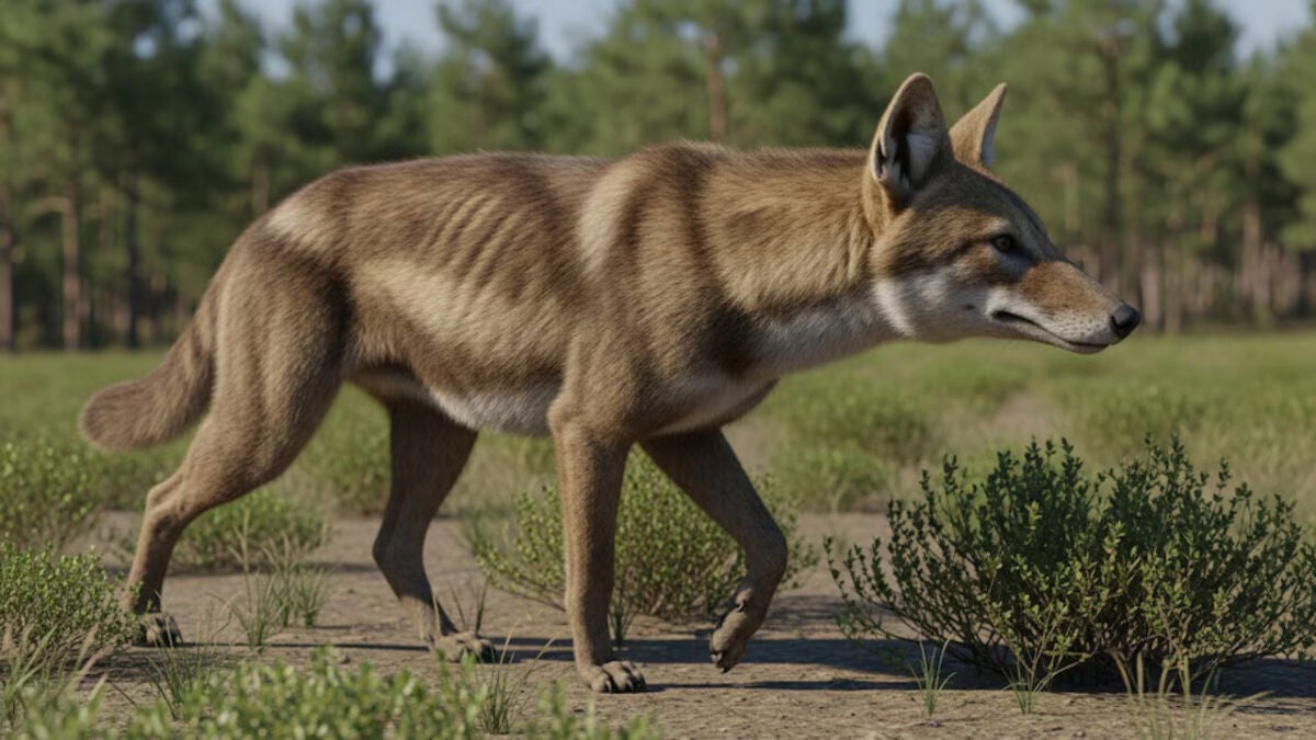 30-Million-Year-Old Fossil Reveals Tree-Climbing Dog